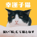 災い「転」じて福となす。幸運の子猫。
