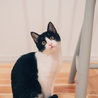 災い「転」じて福となす。幸運の子猫。 サムネイル2