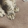 たけのこゆい