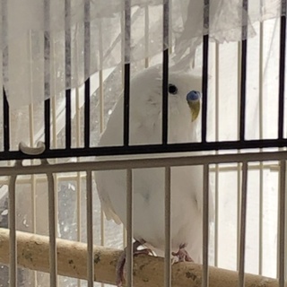 セキセイインコ白