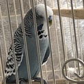 セキセイインコ　ジャンボです