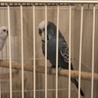 セキセイインコ　ジャンボです サムネイル4