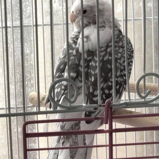 オカメインコ　メスです