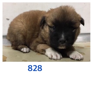 里親決定しました。