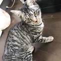 キジトラ子猫の家族募集！