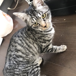 キジトラ子猫の家族募集！