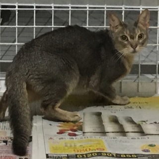 アビシニアン オス