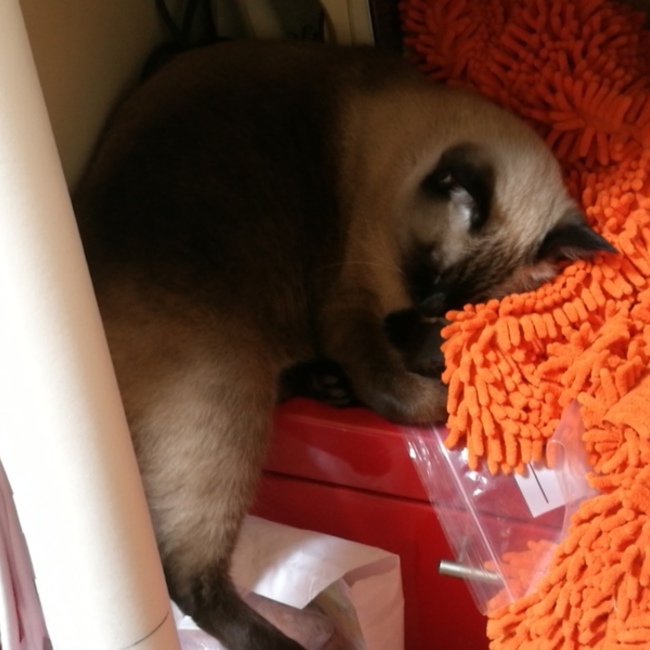 nanako1010963のカバー写真