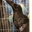 保護カラスを大切に飼って下さる方募集