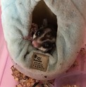 飼育簡単なモモンガ☆彡.。