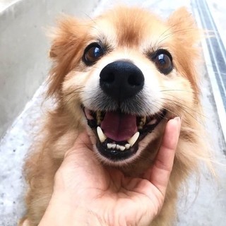 抱っこ大好きなししまる。可愛い笑顔がトレードマーク