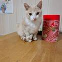 置き去りにされた兄弟仔猫