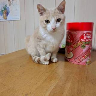 置き去りにされた兄弟仔猫