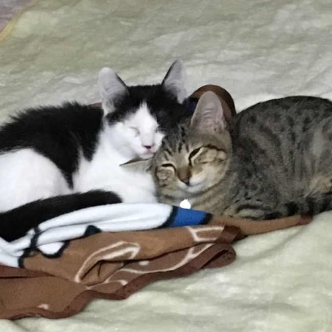 みっふぃたんのカバー写真