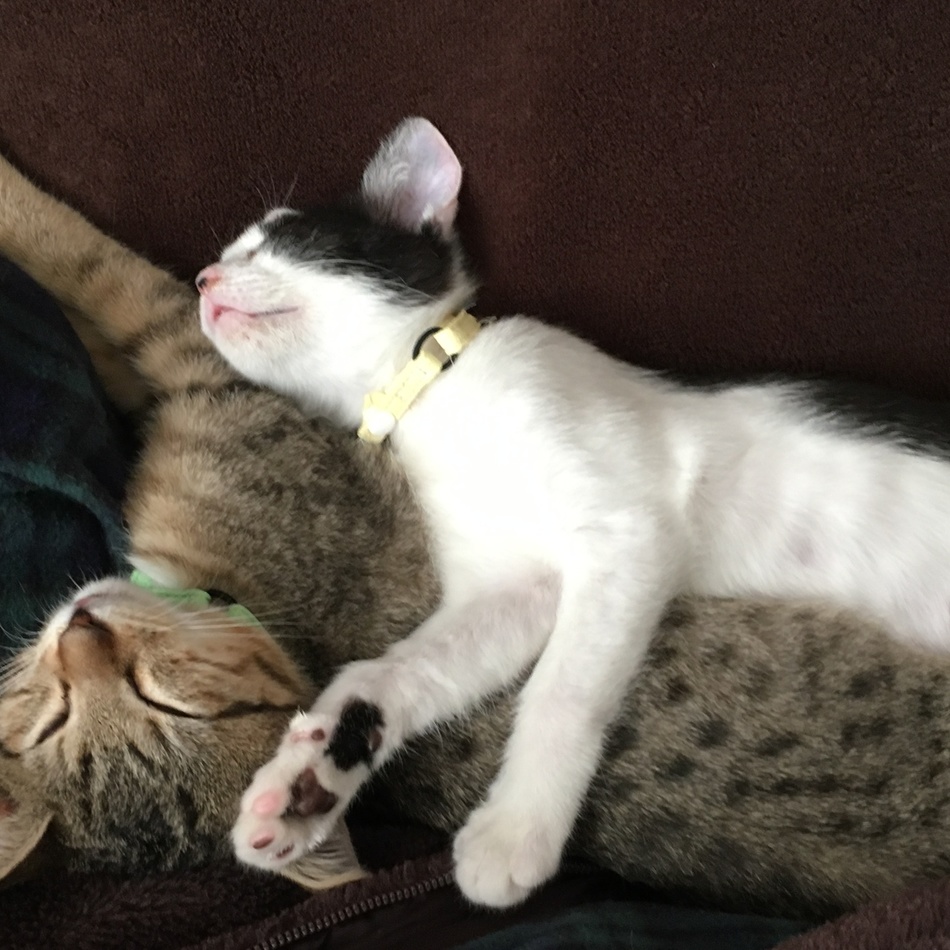 ユキのカバー写真