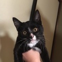 子猫の募集です。