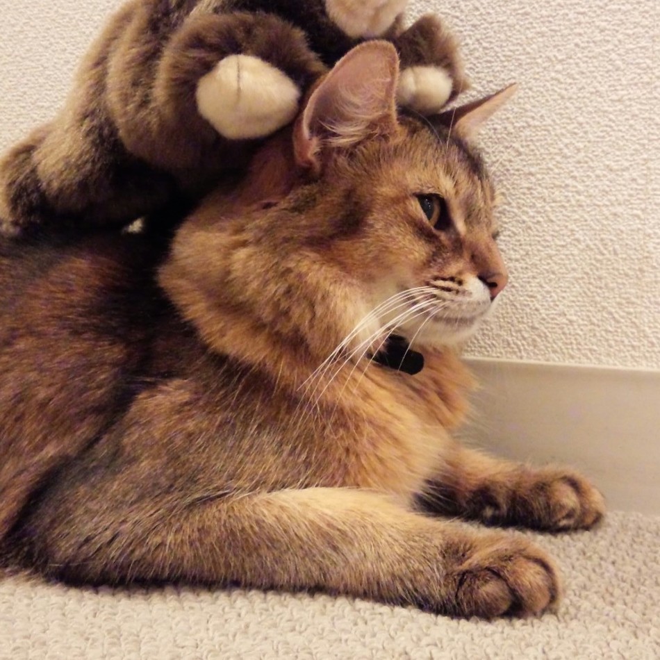 シンバのカバー写真