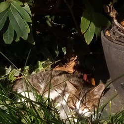 ミーシャが家族に！