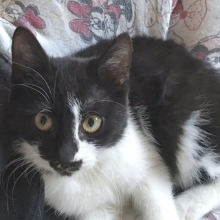 モフモフ甘えんぼ・かわいいMINMIちゃん☆