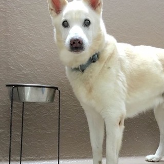 クールな甘えん坊、殿。小さなシェパードみたい！？