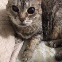 セロニアス