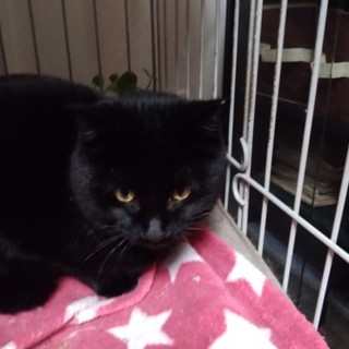 里親さん、決定しました。ありがとうございます。