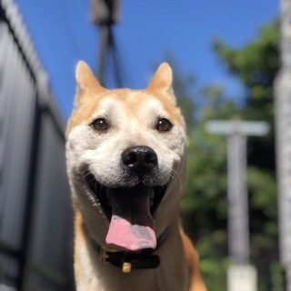 シャイな甘えん坊 笑顔が最高なトッポ