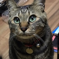 トラ