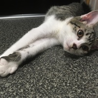 まだ無し
