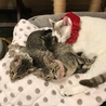 仔猫に囲まれて