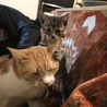 仔猫にしばかれてもされるがまま〜