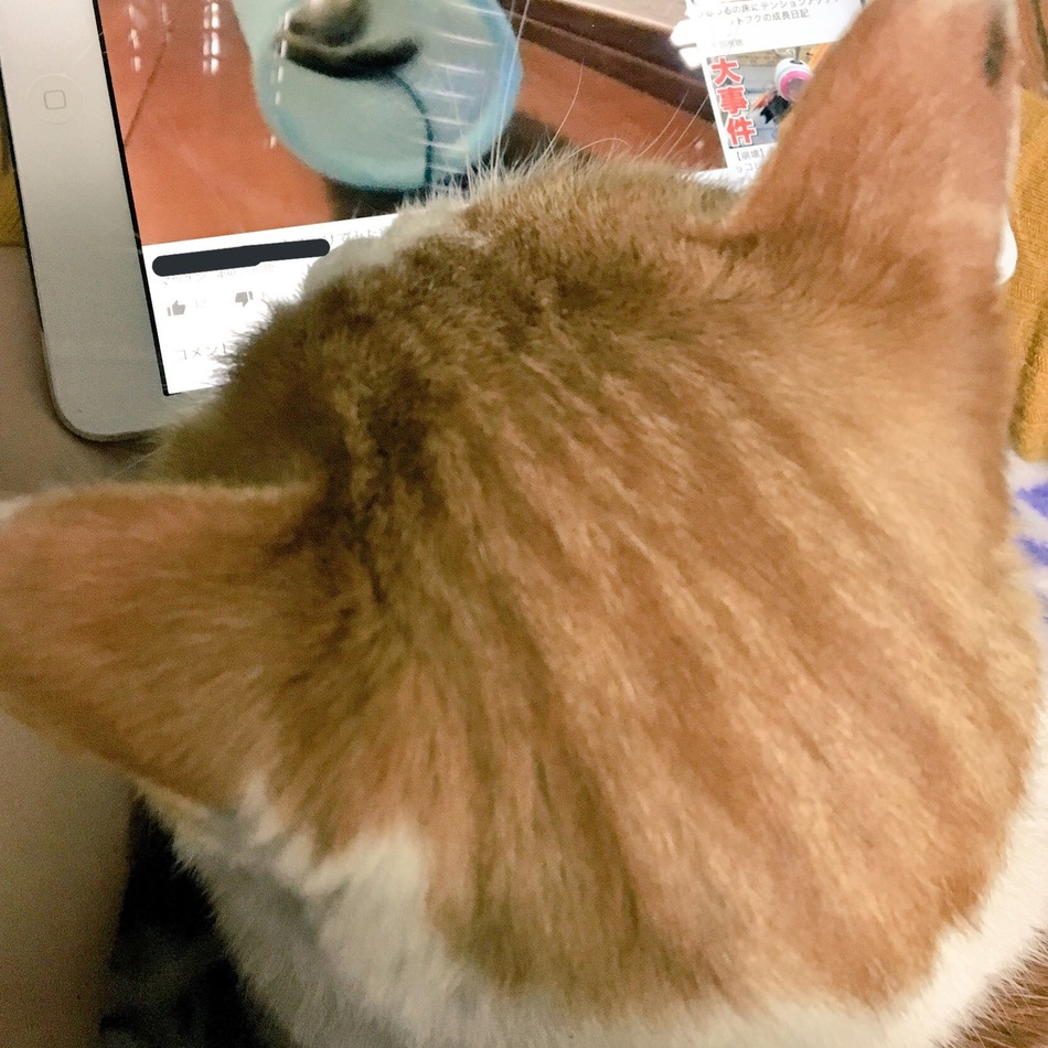 あろまのカバー写真