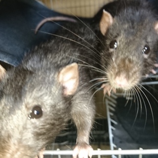 ♂ラット１匹