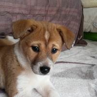 ようちゃん（はな）