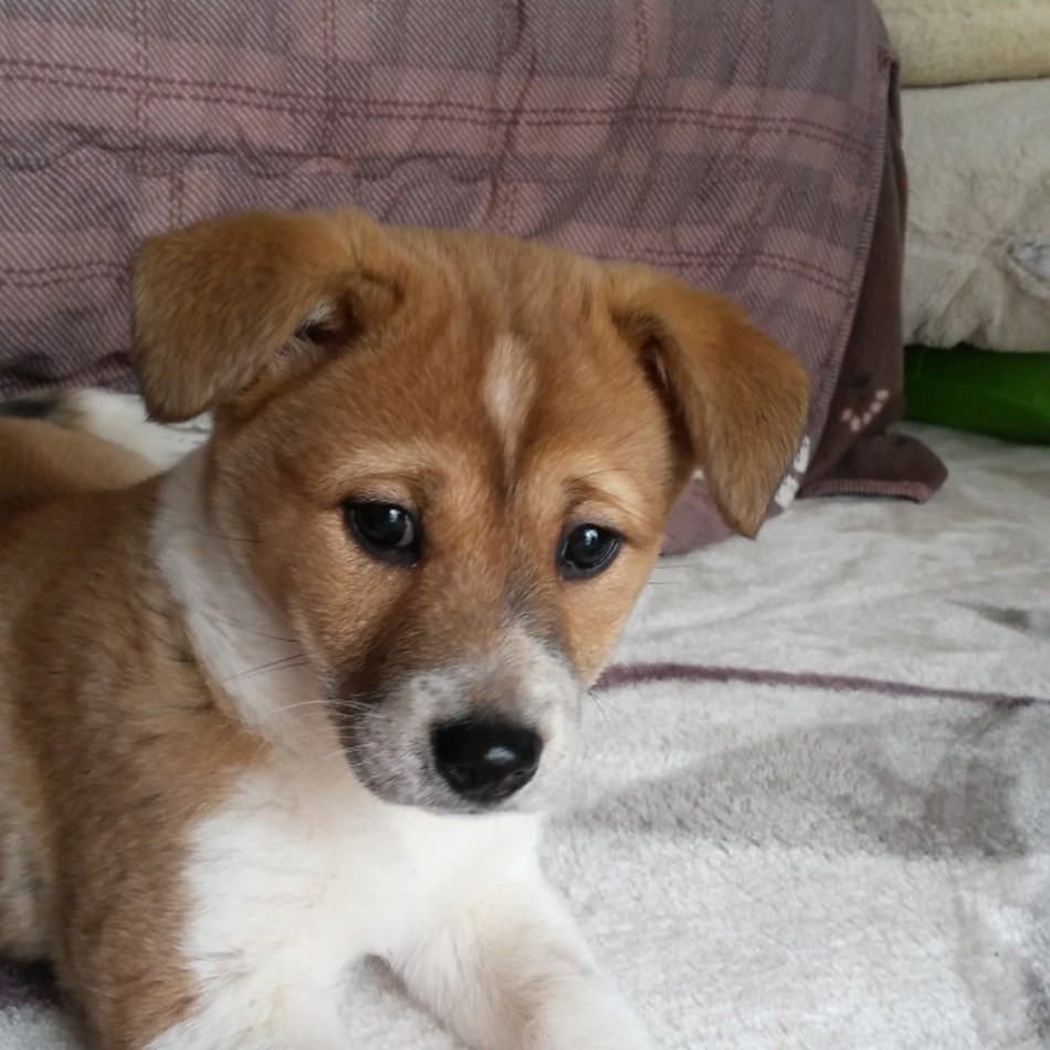 ようちゃん（はな）のカバー写真