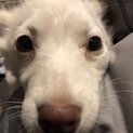 可愛い子犬の女の子♪小さ目な子です