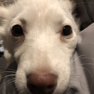 可愛い子犬の女の子♪小さ目な子です