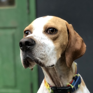 若いポインターの男の子。名前はポテトです☆