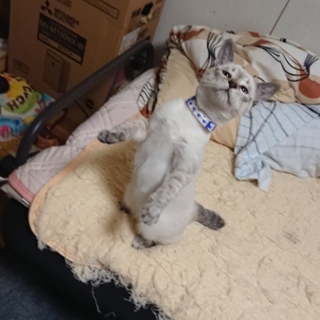 グルグルマンは、譲渡決定しました。