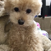 ルーク