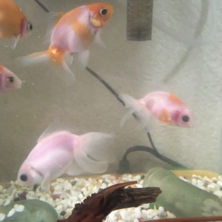 金魚 生後10ヶ月くらい