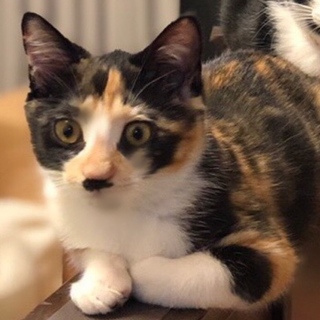 小粒でシャイなチョビ三毛ちゃん