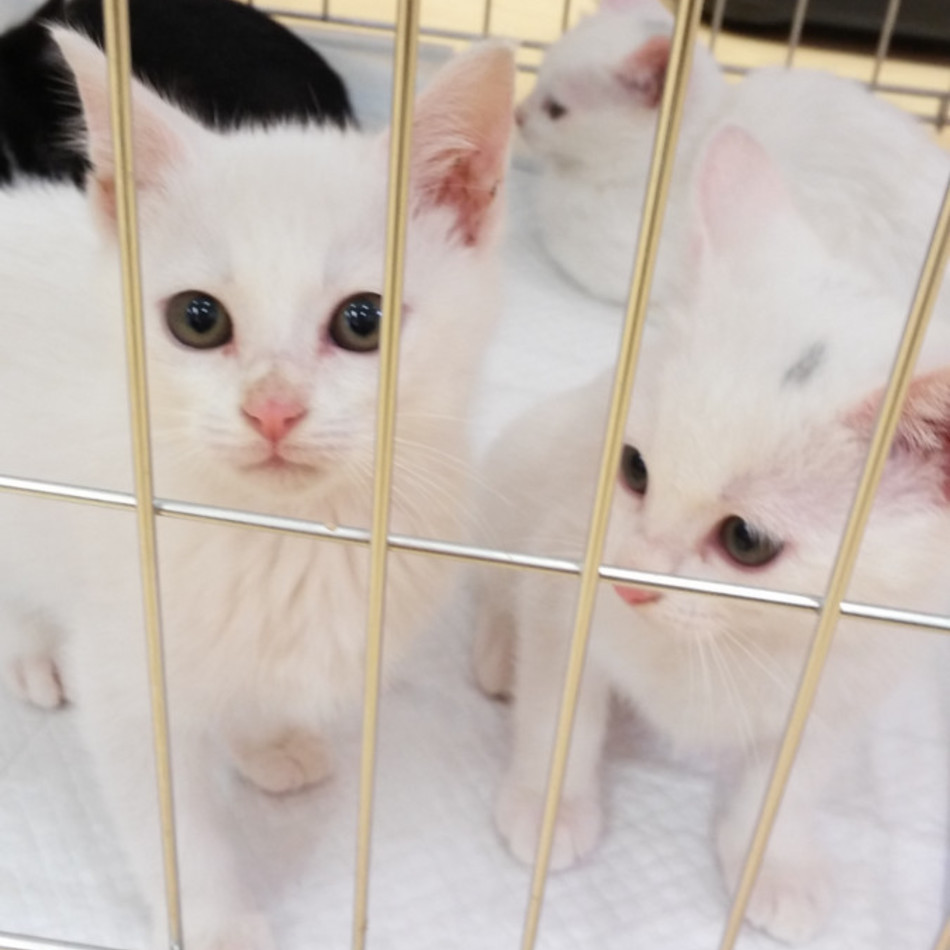 ミュウ&ユキト（クゥ）のカバー写真