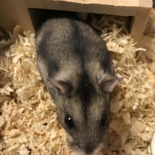 ジャンガリアン。オス。１匹。