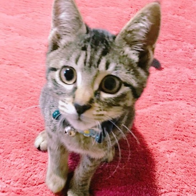 Zionism のカバー写真