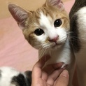 生後3ヵ月ぐらいの子猫