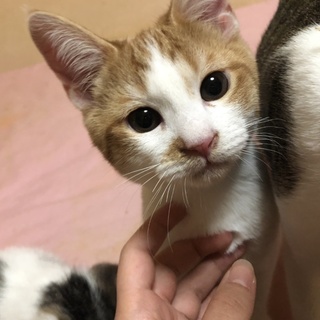 生後3ヵ月ぐらいの子猫