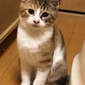 生後3ヵ月ぐらいの子猫