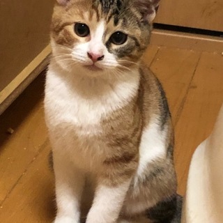 生後3ヵ月ぐらいの子猫