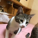 生後3ヵ月ぐらいの子猫